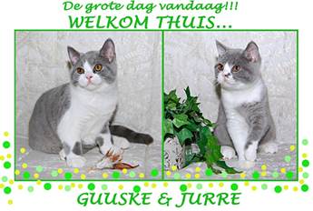 GemNieuws_GuuskeJurre