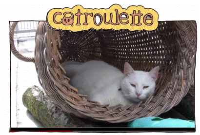 Vind jouw nieuw poesje via ‘Catroulette’