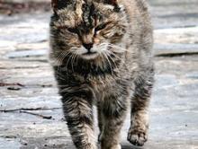 Groningen in actie tegen toename zwerfkatten 