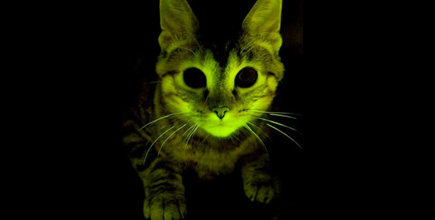 http://www.scientias.nl/wp-content/uploads/2011/09/lichtkat.jpg