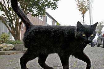 Steigerplanken moeten katten in gracht redden. Archieffoto