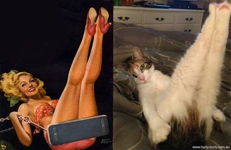 Op Tumblr blijft de pagina Cats that look ...