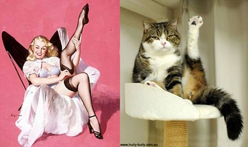 Op Tumblr blijft de pagina Cats that look ...