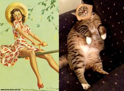 Op Tumblr blijft de pagina Cats that look ...