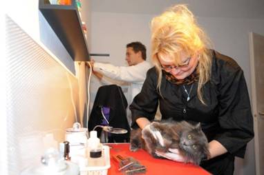 Alvast een voorproefje. Daniëlle trimt haar katten. Man Richard legt de laatste hand aan de opknapbeurt van de salon. foto Kevin Hagens.