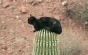 http://static.depers.nl/beeld/w178/2011/201111/20111115/kat%20cactus.jpg