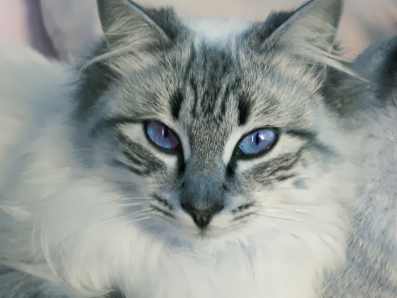 piepvandaag-kat-met-blauwe-ogen.jpg