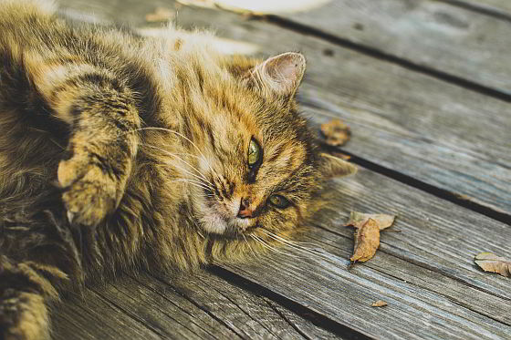 Luierende kat - katten een hekel hebben