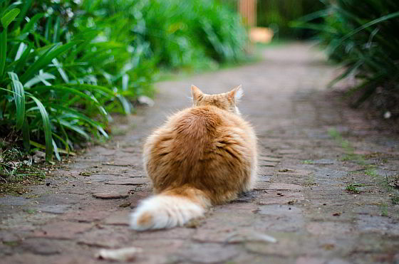 katten een hekel hebben