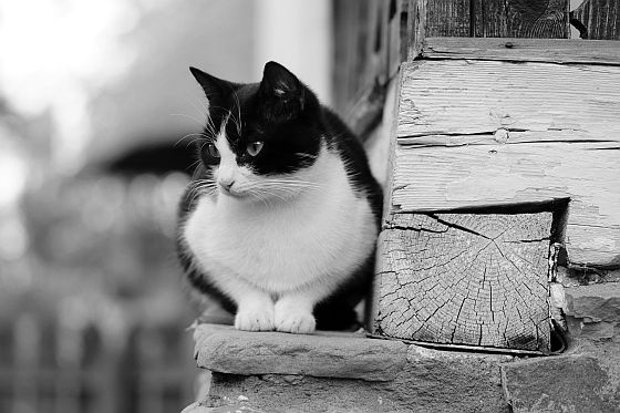 katten een hekel hebben