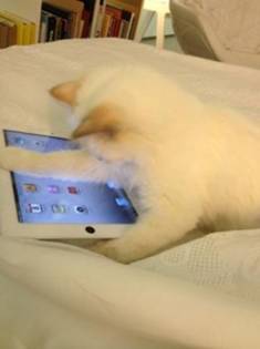 Choupette en een van haar favoriete speeltjes, de iPad.