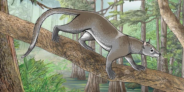 dormaalocyon