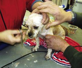 Deze hond verbleef de hele dag in een bench die vol zat met ontlasting. De Dierenbescherming ontfermde zich over het beestje, waste en knipte het onder meer.